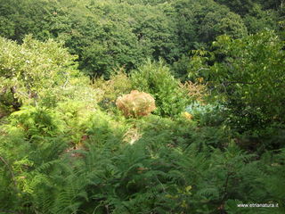 Monte Arcimis